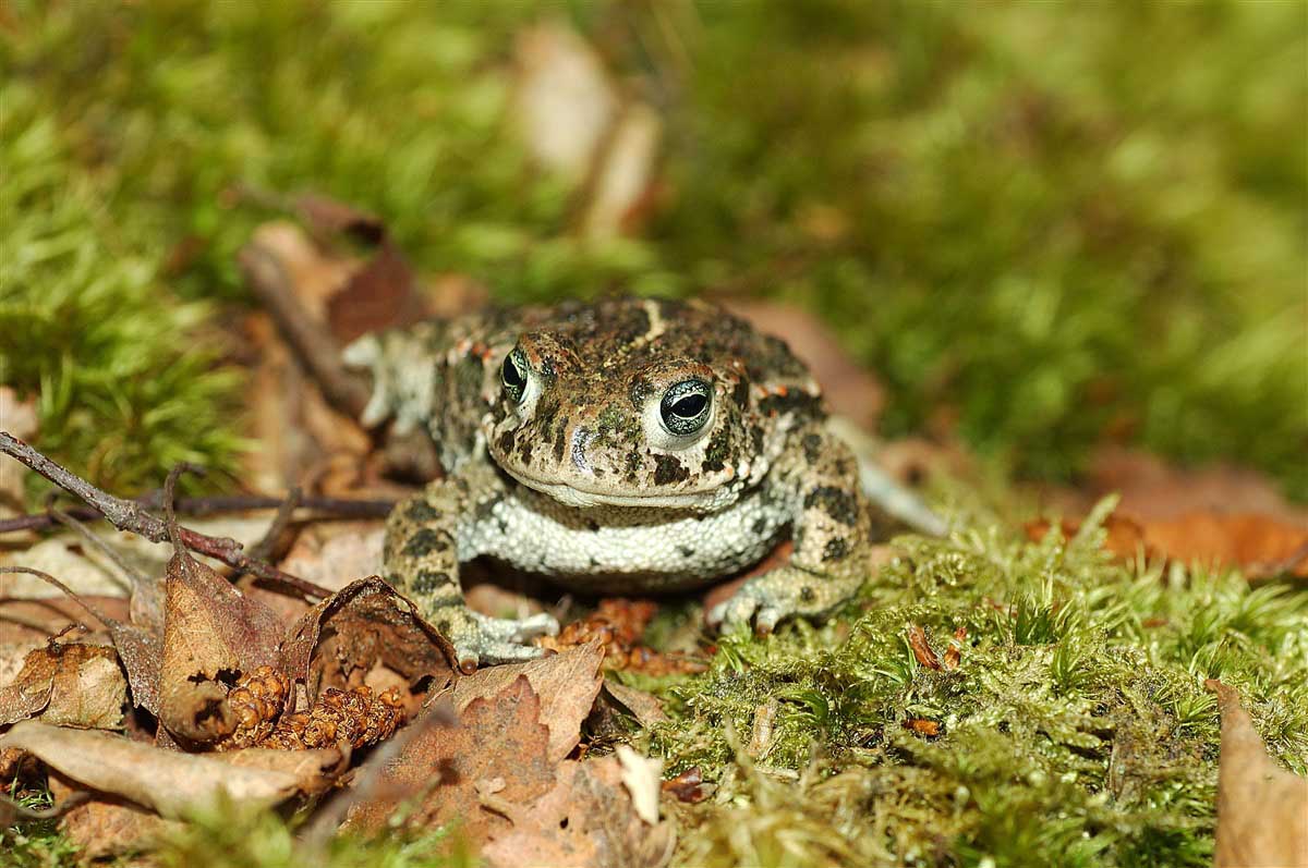 Natterjack toad , Up close photo of a frog