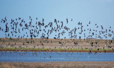 Ecology and Wildlife Conservation