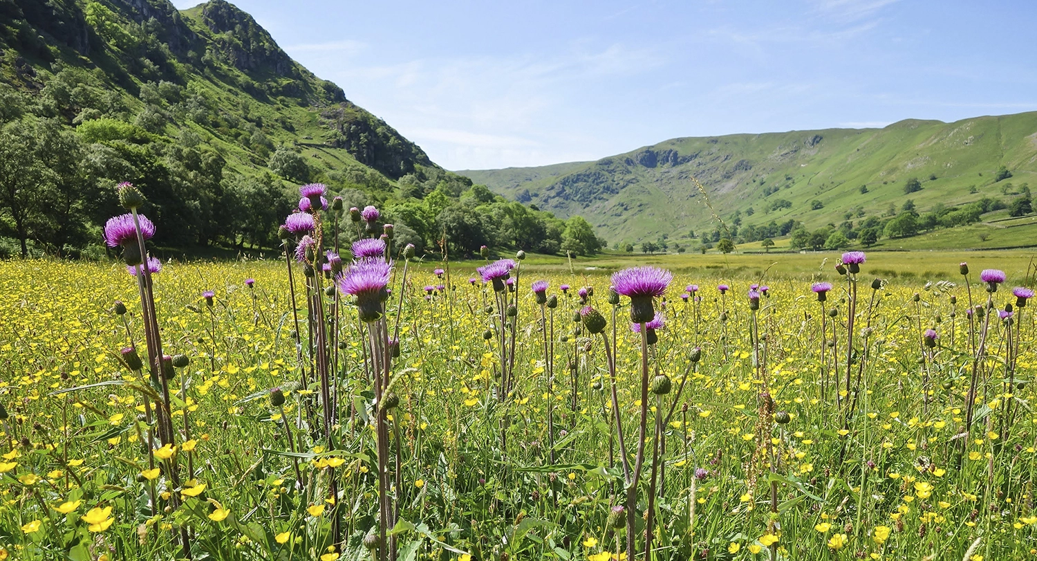 Landscapes for Nature Recovery