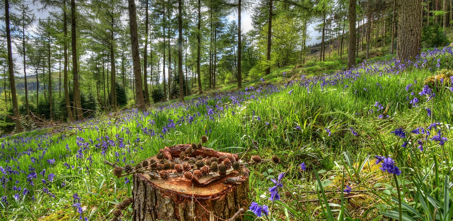 Professional Forester Degree Apprenticeship Launched