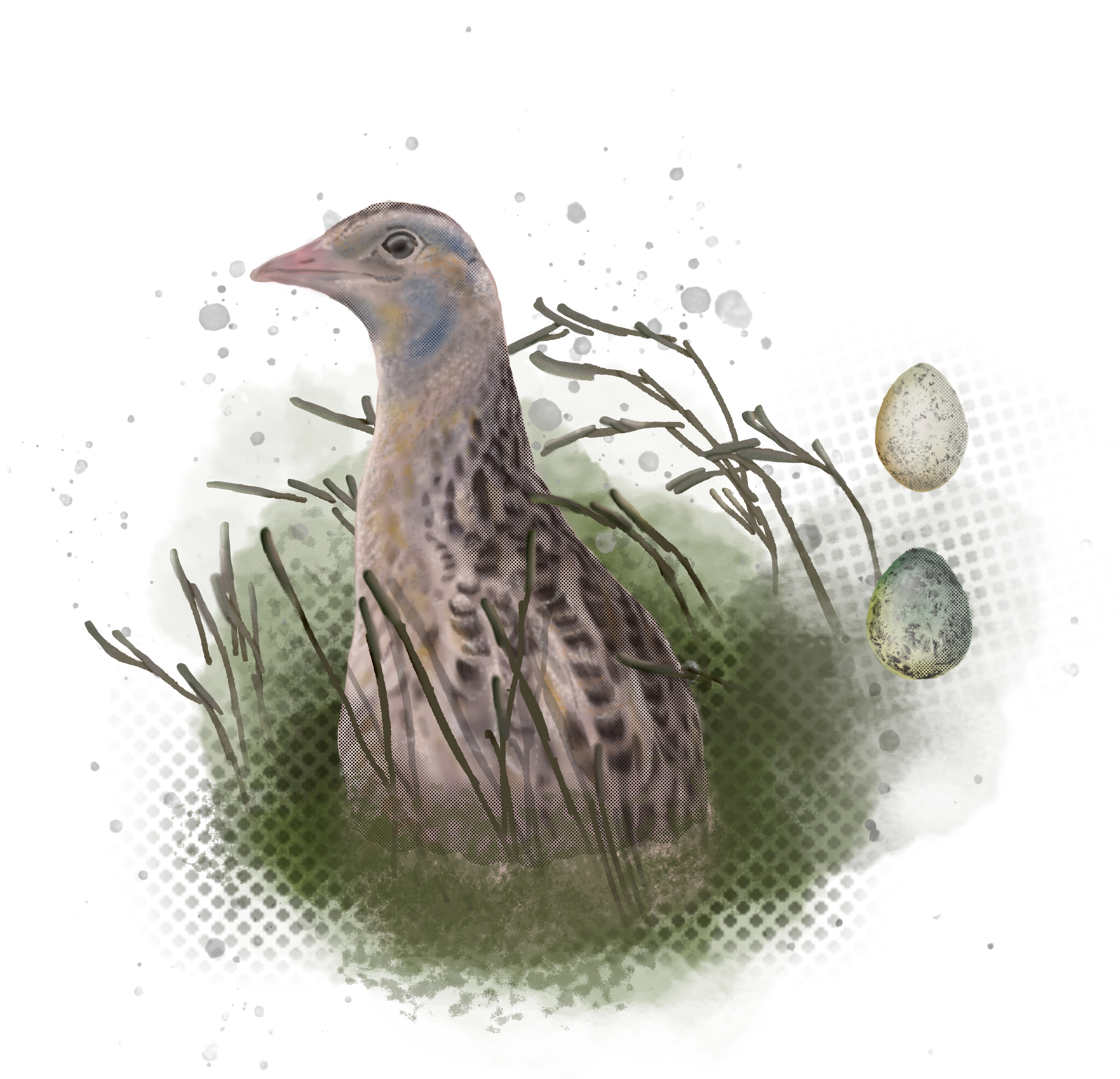 Corncrake, Illustration of a corncrake