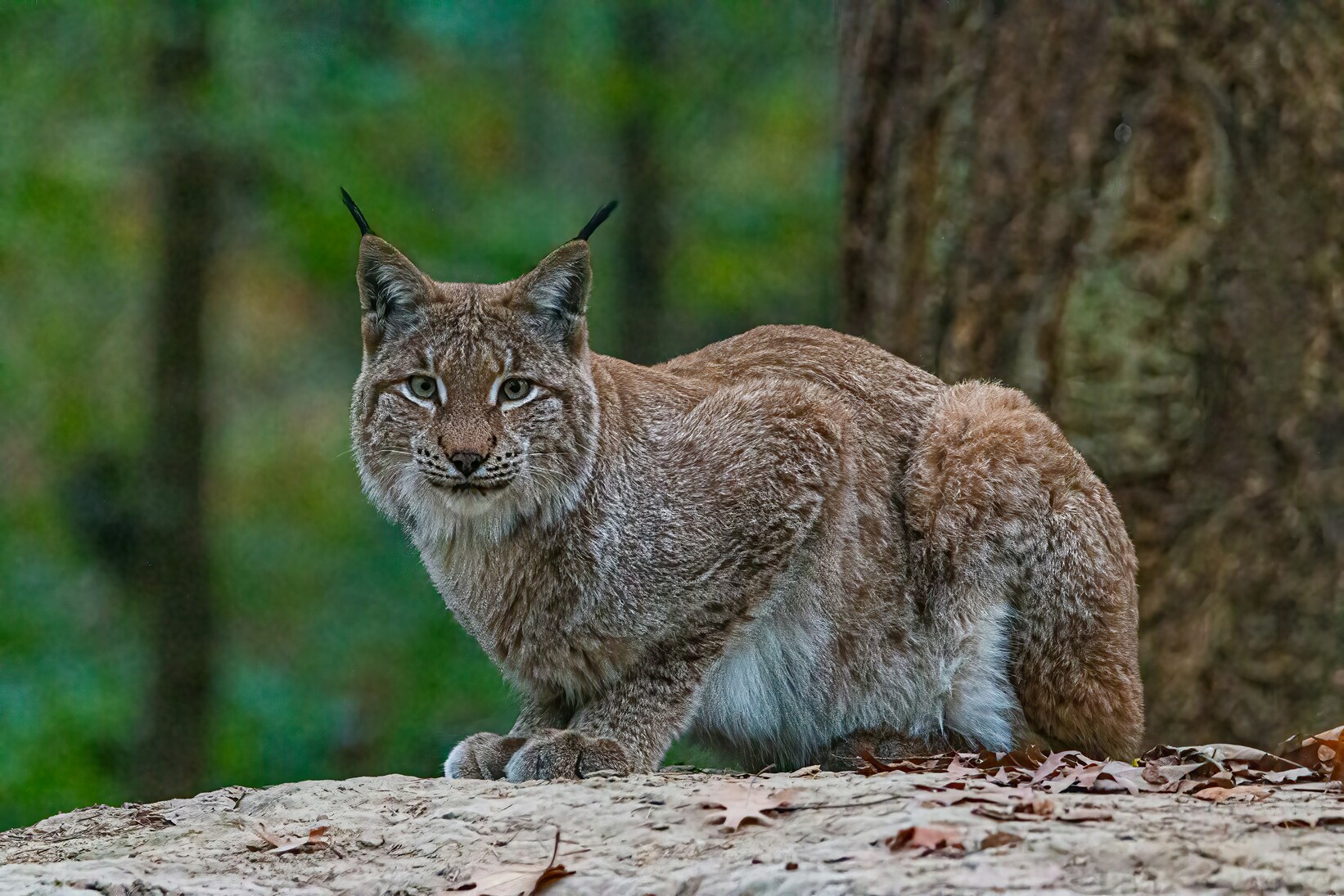 Perceptions of lynx reintroduction: preliminary study