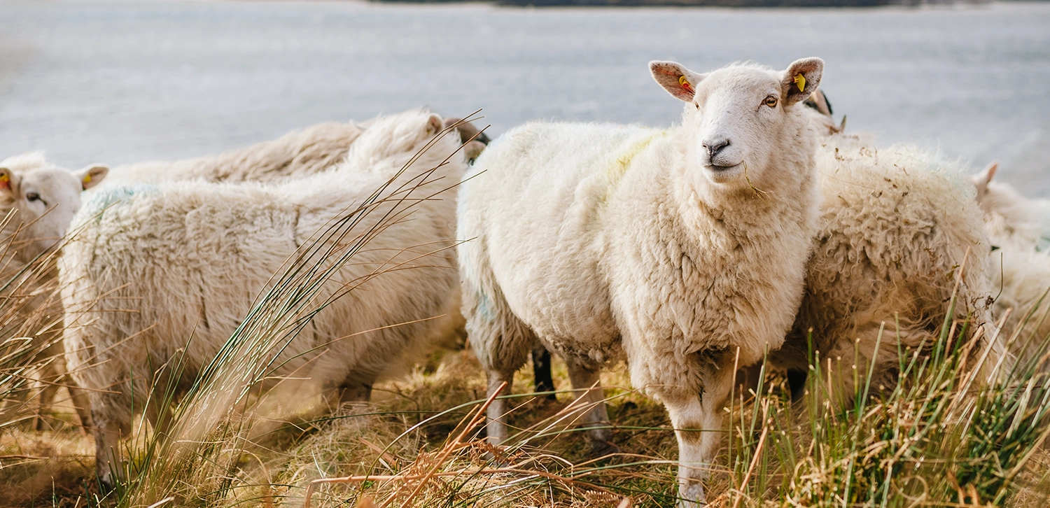 Gap Analysis for Hill Farm Support Post Brexit