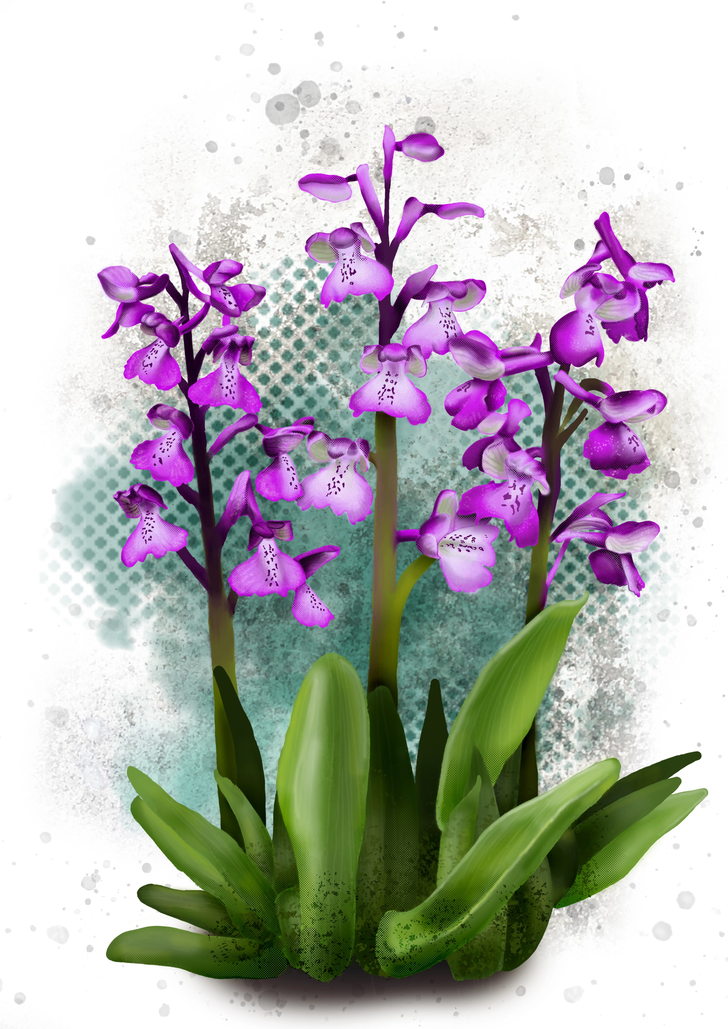 Green Winged Orchid, Illustration of green winged orchid