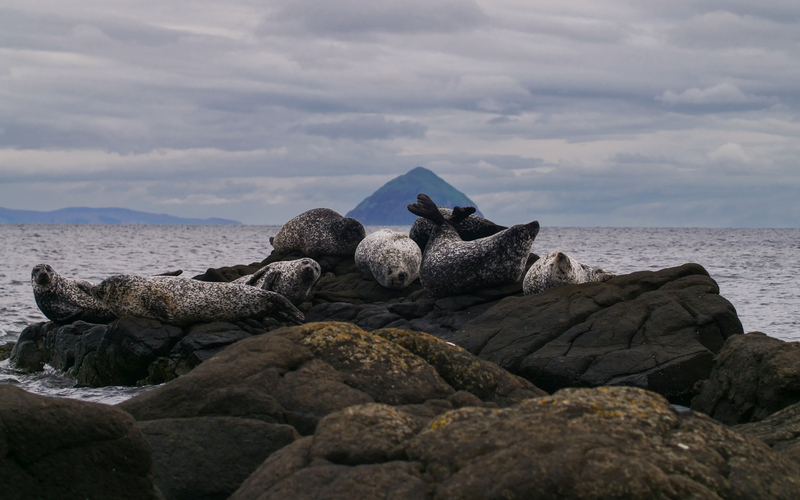 Victoria Ward student image, wildlife media course photography seals 