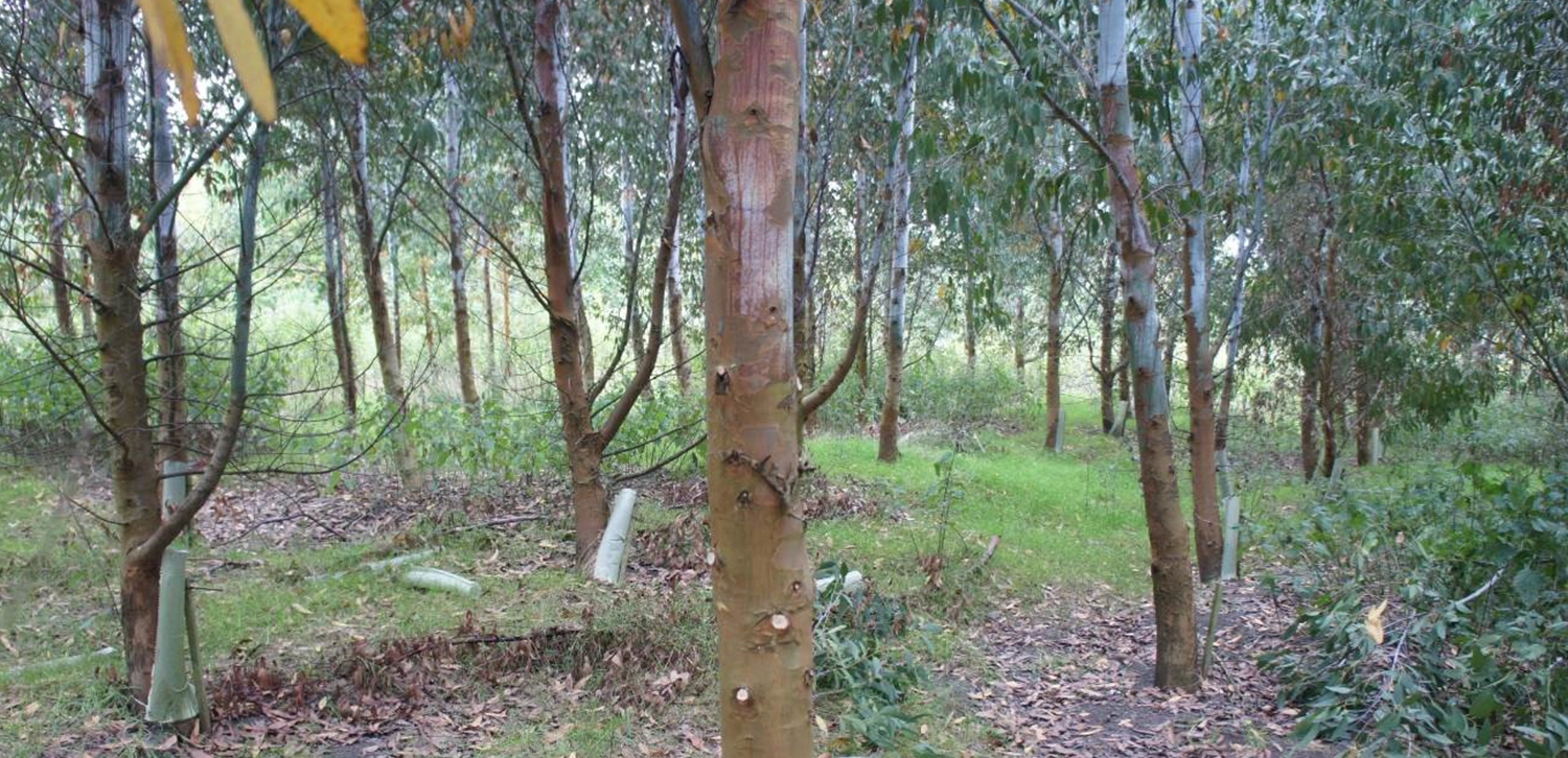 Incorporating eucalypts into the Ecological Site Classification