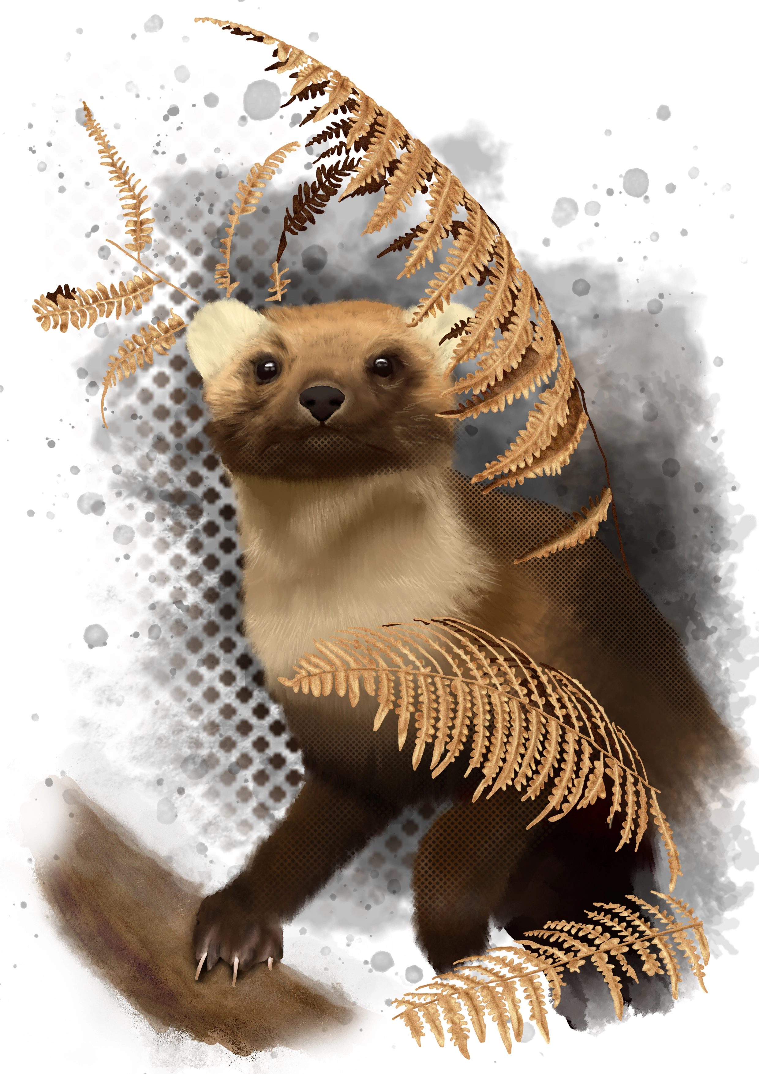 Pine Marten, Illustration of a pine marten