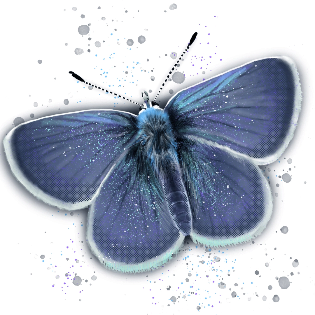 Small Blue Butterfly, Illustration of a small blue butterfly