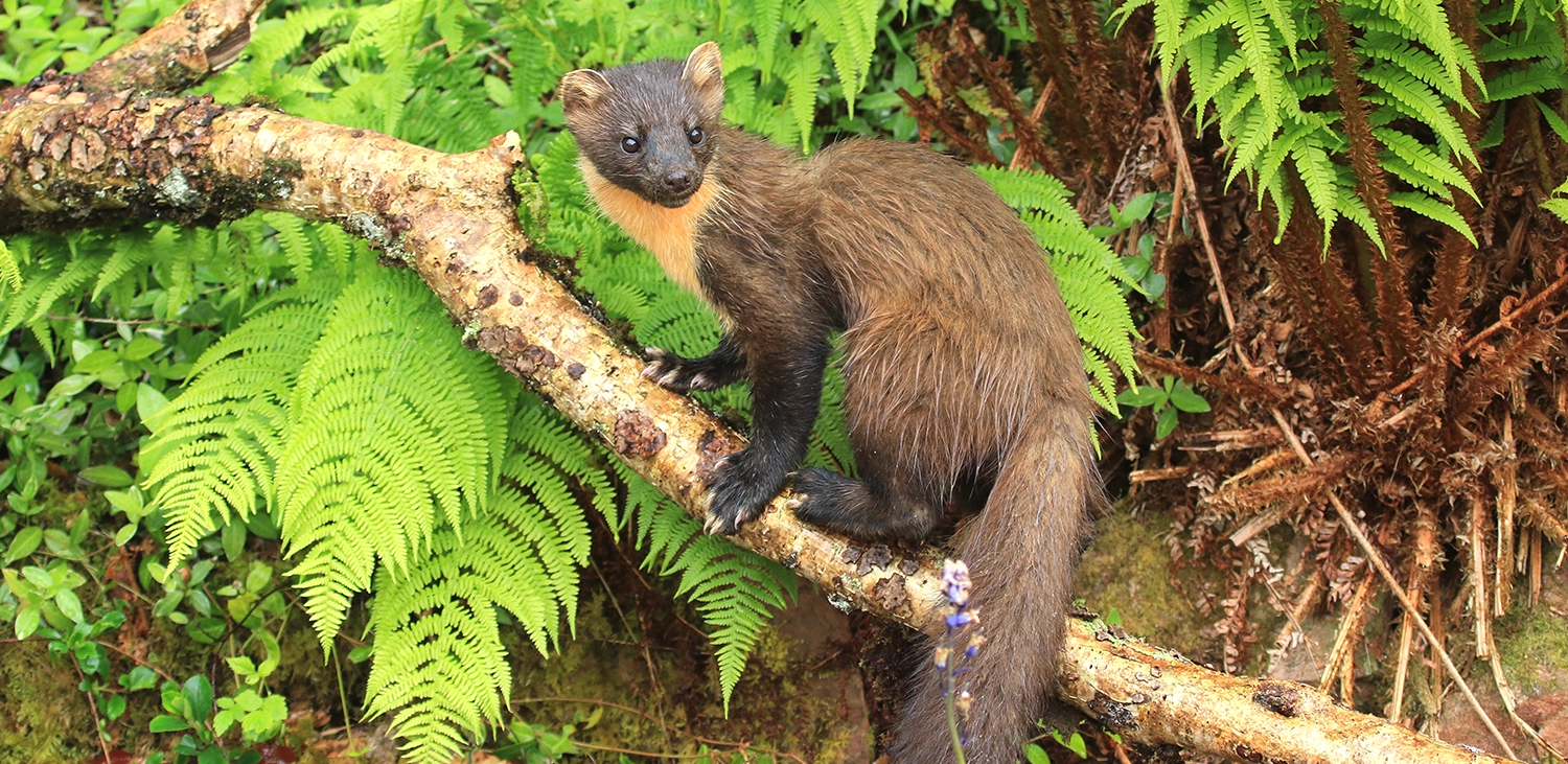 South Cumbria Pine Marten Recovery Project