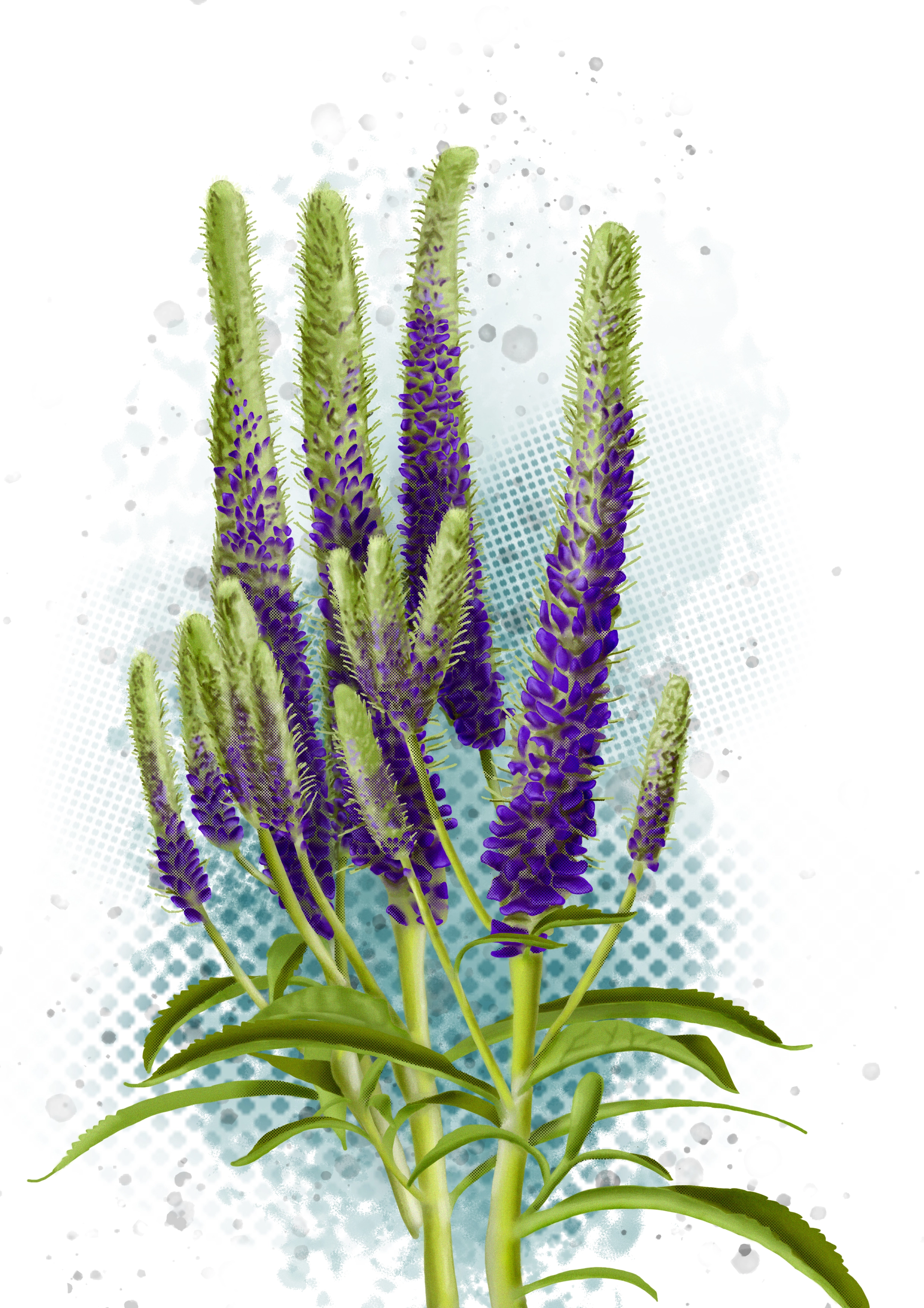 Spiked Speedwell, Illustration of spiked speedwell