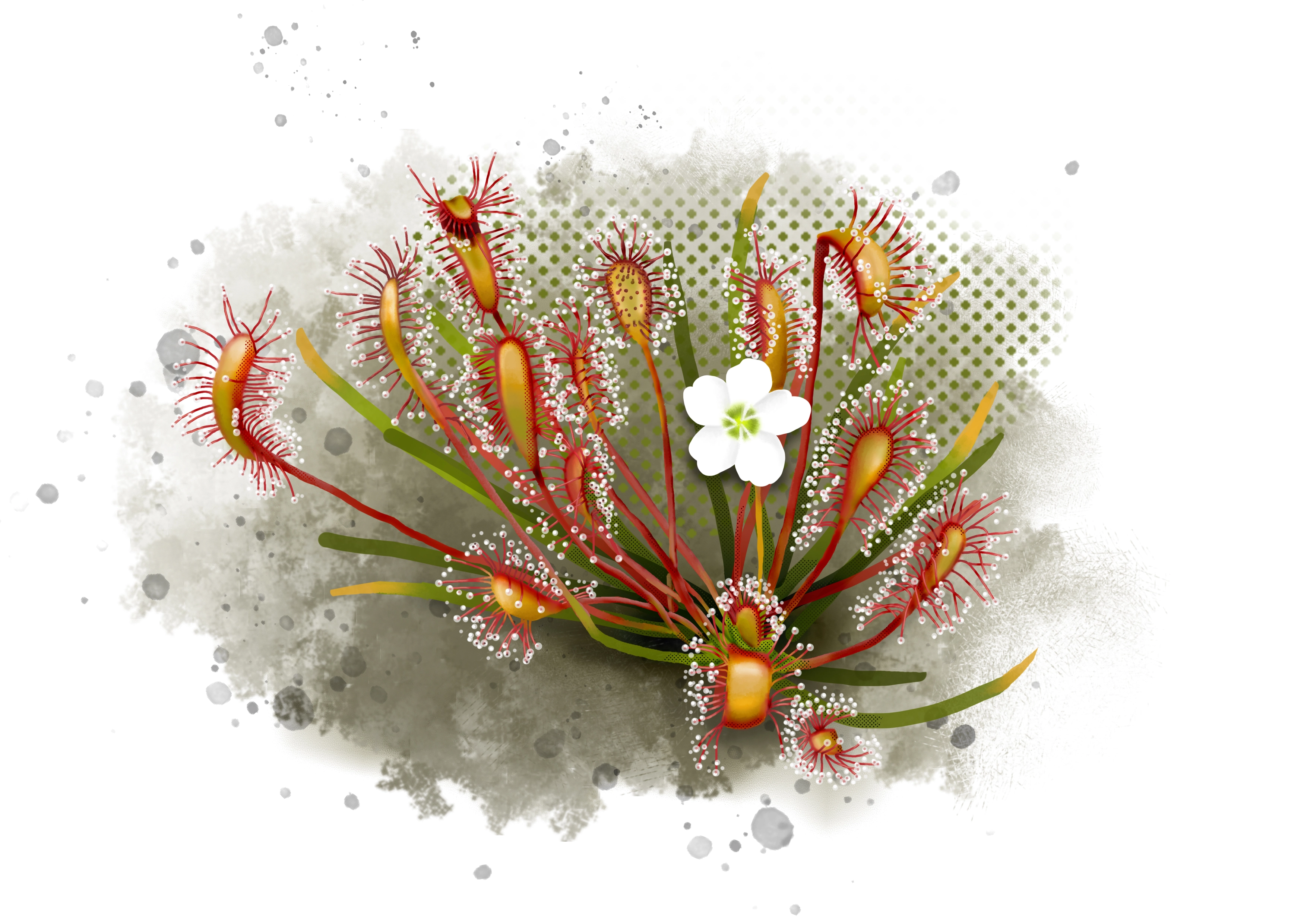 Sundew, Illustration of sundew