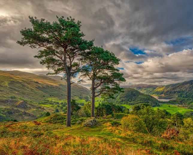 Module Landscape Carbon Stock Assessment