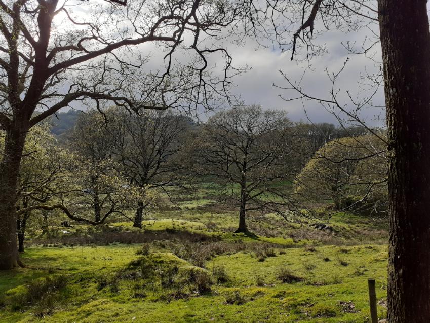 Trees on Farms & Fells cover image