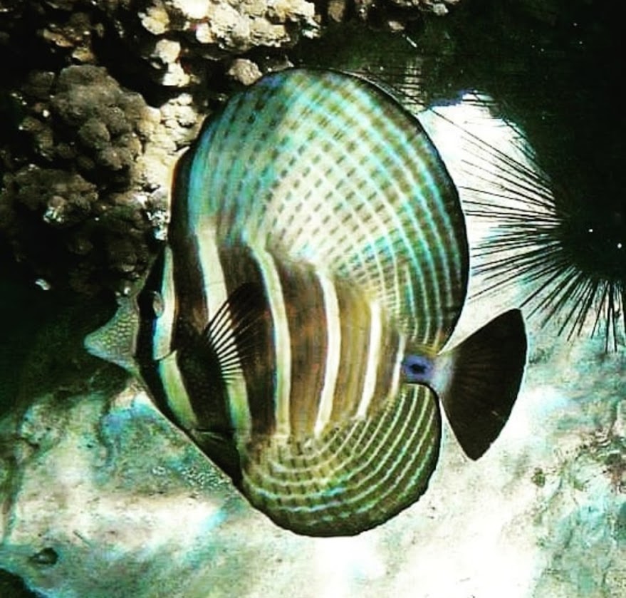 Sailfin tang Sailfin tang